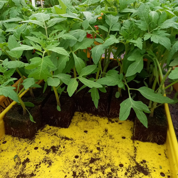 Tomate 'Noire de Crimée'