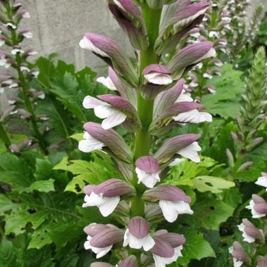 Acanthus mollis