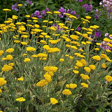 Achillea 'Coronation Gold'