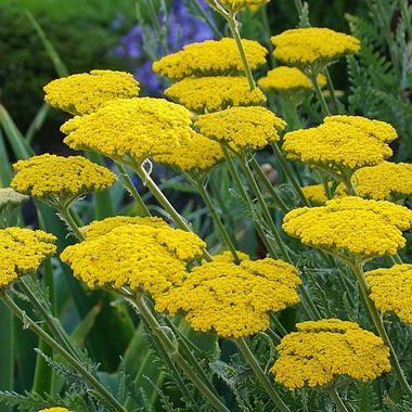 Achillea 'Coronation Gold'