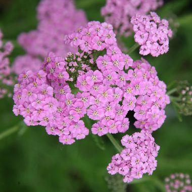 Achillea millefolium 'Lilac Beauty'
