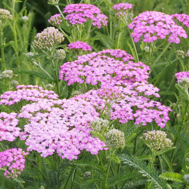 Achillea millefolium 'Lilac Beauty'
