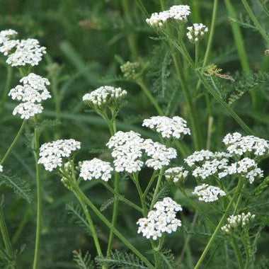 Achillea millefolium 'White Beauty'