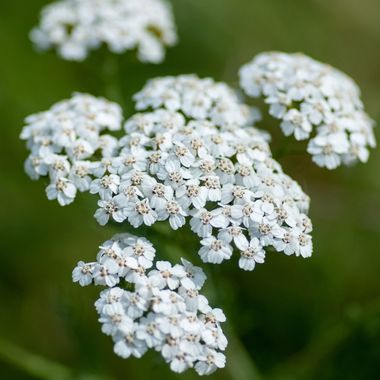 Achillea millefolium 'White Beauty'