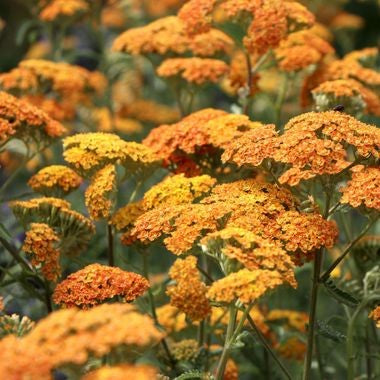 Achillea millefolium 'Terracotta'