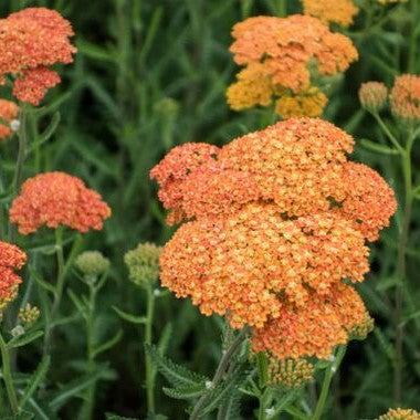 Achillea millefolium 'Terracotta'