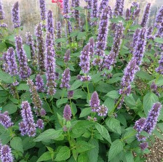 Agastache 'Blue Fortune'