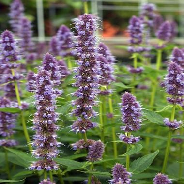 Agastache 'Blue Fortune'