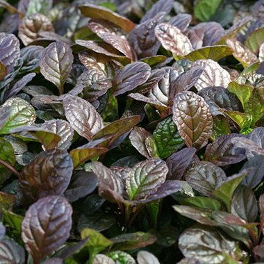 Ajuga reptans 'Elmblut'