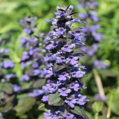 Ajuga reptans 'Elmblut'