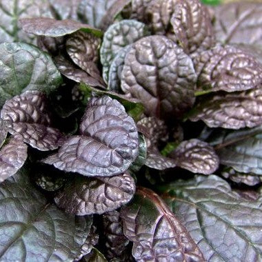 Ajuga reptans 'Elmblut'