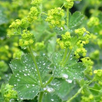 Alchemilla mollis