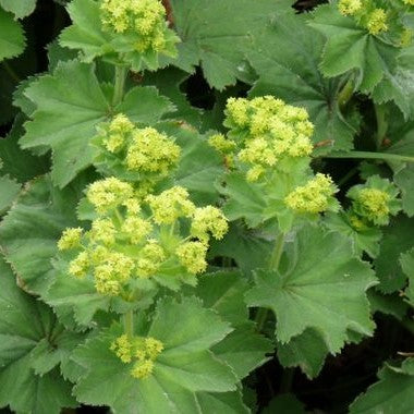 Alchemilla mollis