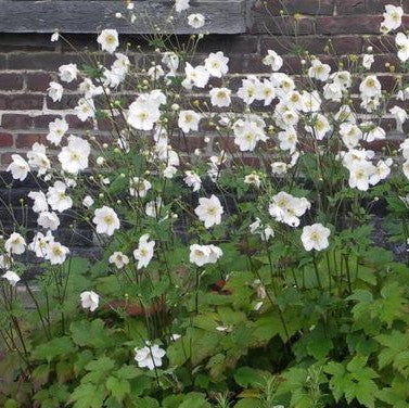 Anemone 'Honorine Jobert'