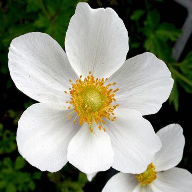 Anemone sylvestris
