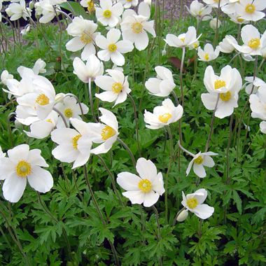 Anemone sylvestris