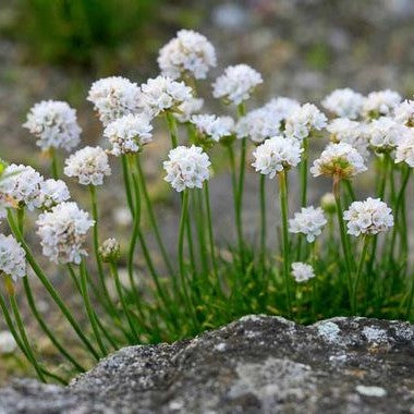 Armeria maritima 'Alba'