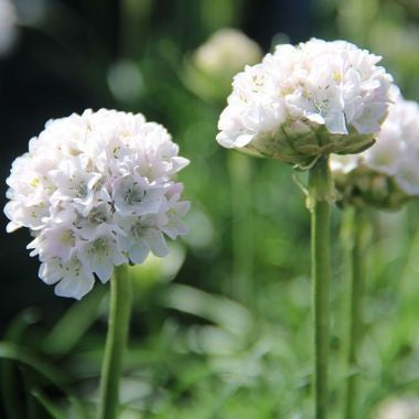 Armeria maritima 'Alba'
