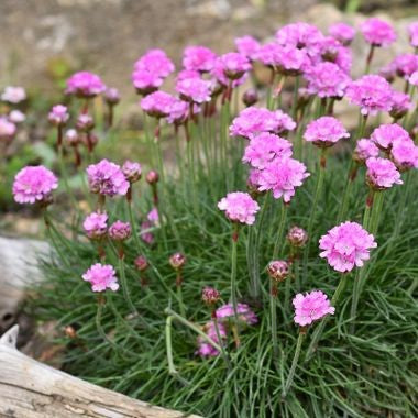 Armeria maritima 'Rosea compacta'