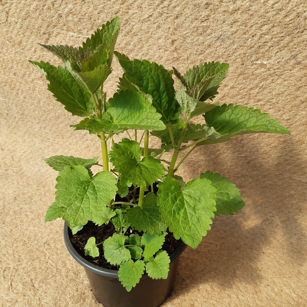 Agastache 'Blue Fortune'