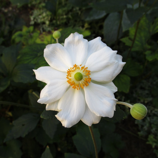 Anemone 'Honorine Jobert'