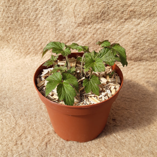 Anemone 'Honorine Jobert'