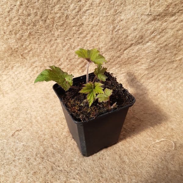 Anemone 'Honorine Jobert'