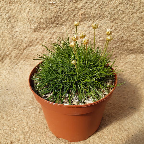 Armeria maritima 'Alba'