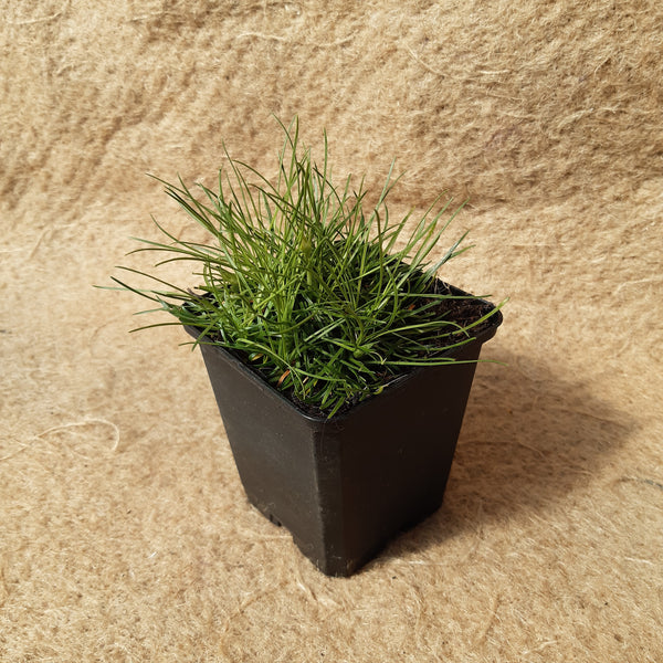 Armeria maritima 'Rosea compacta'