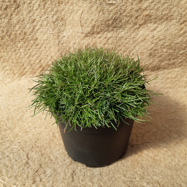 Armeria maritima 'Rosea compacta'