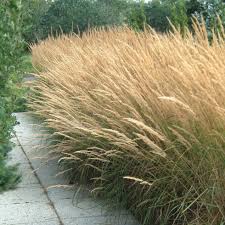 Calamagrostis x acutiflora 'Karl Foerster'