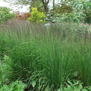 Calamagrostis x acutiflora 'Karl Foerster'