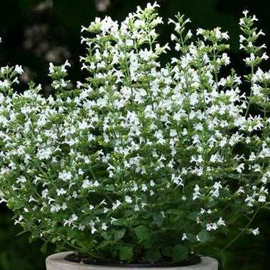 Calamintha nepeta 'Nepeta'