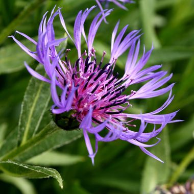 Centaurea montana