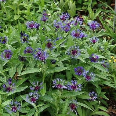 Centaurea montana