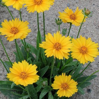 Coreopsis grandiflora 'Sonnenkind'