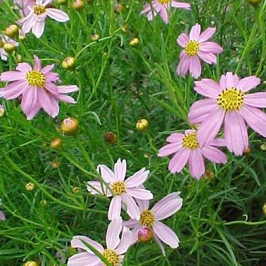 Coreopsis rosea 'American Dream'