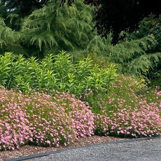 Coreopsis rosea 'American Dream'