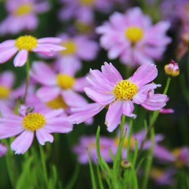 Coreopsis rosea 'American Dream'