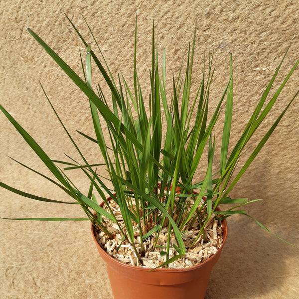 Calamagrostis x acutiflora 'Karl Foerster'