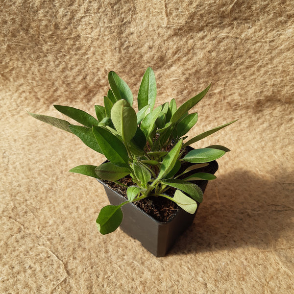 Coreopsis grandiflora 'Sonnenkind'