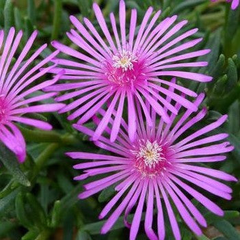 Delosperma cooperi