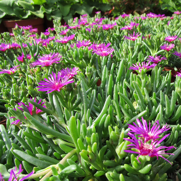 Delosperma cooperi