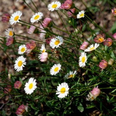 Erigeron karvinskianus