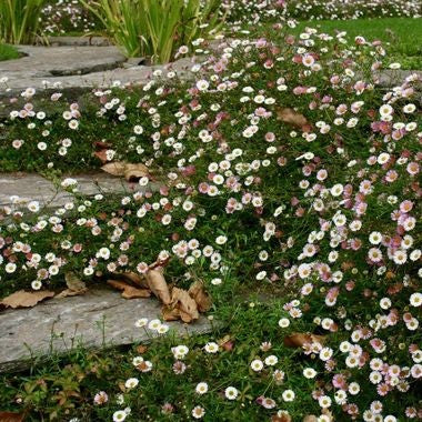 Erigeron karvinskianus