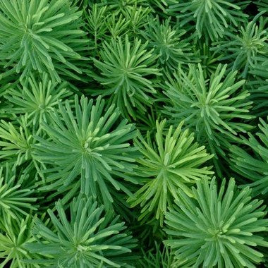 Euphorbia cyparissias