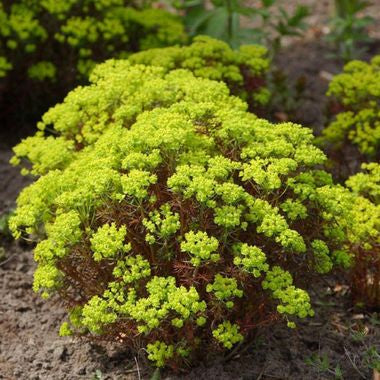 Euphorbia cyparissias 'Clarice Howard'
