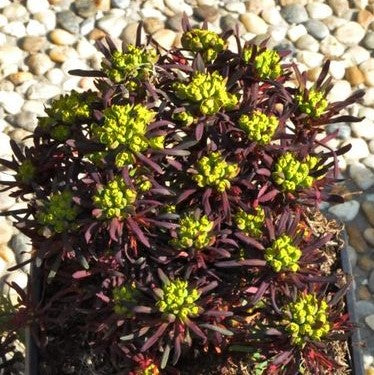 Euphorbia cyparissias 'Clarice Howard'