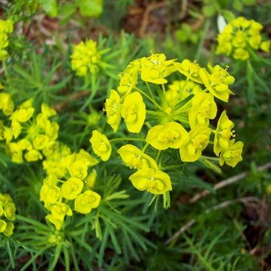 Euphorbia cyparissias