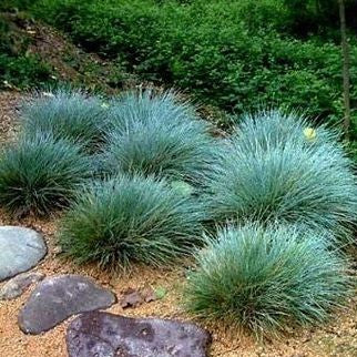 Festuca glauca 'Elijah Blue'
